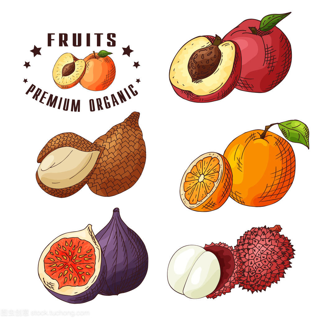 炫彩矢量图。食品与水果的设计。手的油桃、 ita 棕榈、 桔子、 无花果、 杨的素描画。有机新鲜产品