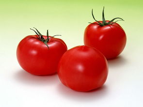 供应大量番茄等新鲜蔬菜