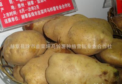 【大量优质土豆马铃薯 有机马铃薯 有机蔬菜(图)】 -
